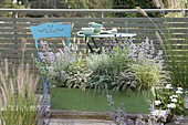 Green wooden box with lavender 'Oxford Gem', sage 'Tricolor'