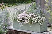 Wooden box planted in pastel-Diascia Breeze 'Pastel'