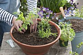 Planting a terracotta shell with shrubs