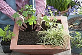 Planting a terracotta shell with shrubs