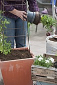 Frau bepflanzt Kübel mit Duftwicke und Balkonblumen