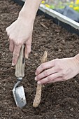 Plant the light root in the raised bed