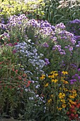 Herbstbeet mit Aster novi-belgii und novae-angliae (Herbstastern)