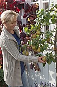 Pear 'Tongeren' (Pyrus) underplanted