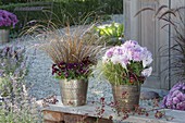 Autumn-planted metal pots, Viola cornuta