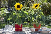 Tischdeko mit Helianthus annuus (Sonnenblumen), Töpfe mit rotem Filz