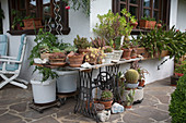 Pots and bowls with cacti and succulents against the house wall, old sewing machine table serves as flower bench, tomatoes (Lycopersicon) in white plastic buckets on spiral rods