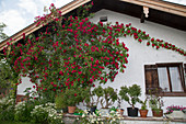 Rosa 'Sympathie' (Kletterrose) an der Hauswand, Kübel mit Fuchsia (Fuchsien), Beet mit Leucanthemum (Margeriten) und Tanacetum parthenium (Mutterkraut)