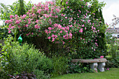 Blühende Rosa (Strauch- und Kletterrosen) vor Laubgehölzen und Koniferen, im Schatten Bänke aus Stein, Beet mit Stauden, Buxus (Buchs) und Gräsern, grüne Rosenkugel