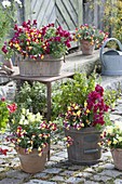 Antirrhinum (snapdragon) and mint (Mentha) in wooden tubs