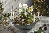 Helleborus niger (Christrose) in Metall-Schüssel als Adventskranz