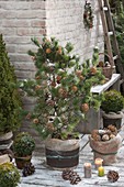 Pinus parviflora 'Negishi' decorated with cones