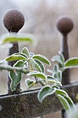 Rosenblatt mit Rauhreifrand - Rosa (Rosen) mit Frost