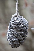 Frozen pine cones