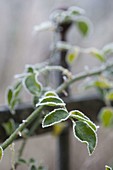 Rosenblatt mit Rauhreifrand - Rosa (Rosen) mit Frost