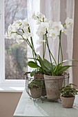 Phalaenopsis (Malayenblume, Schmetterlingsorchidee) und Oxalis deppei