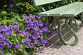 Geranium magnificum (Pracht-Storchschnabel) neben Bank mit Metallgestell in Schlangenoptik auf Kiesterrasse