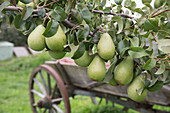 Pear 'Countess of Paris', well storable winter pear
