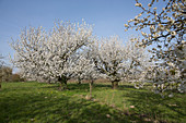 Blühende Prunus avium (Süsskirschen) auf der Wiese