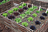 Hochbeet aus Haselruten mit bunten Salaten (Lactuca), Wege zwischen Beeten mit Rindenmulch