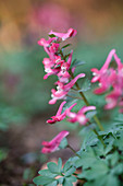 Gefingerter Lerchensporn (Corydalis solida)