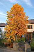 Liquidambar (Amberbaum) im Vorgarten