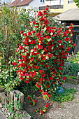 Camellia japonica 'Tom Knudsen' (Kamelie) im Vorgarten, diese Sorte eignet sich nur für Weinbauklima oder mit gutem Winterschutz