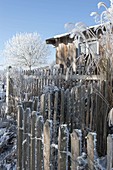 Fence on tool shed and plants covered with hoarfrost
