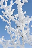 Branches covered by fantastic hoarfrost crystals