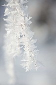 Fantastic hoarfrost crystals on blade of grass