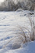 Gras im verschneiten Garten, dick mit Rauhreif überzogen