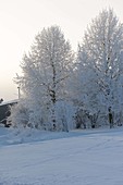 Verschneiter Garten, Bäume dick mit Rauhreif überzogen