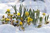 Eranthis hyemalis (Winterlinge) im Schnee