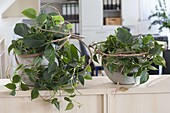 Shadow-friendly office planting, Philodendron scandens