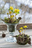 Eranthis hyemalis with moss and cones in wineglass and moss pot