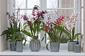 Orchideen am Fenster : Odontonia 'Samurai' , Colmanara Wildcat 'Bobcat'