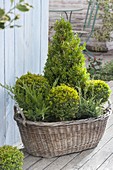 Old laundry basket winterly planted with Buxus as balls