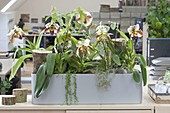 Pflanzen sorgen für gutes Raumklima im Büro