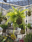 Nephrolepis (sword fern) and other green plants in moss balls