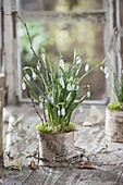 Galanthus nivalis in bark pot with moss and twigs