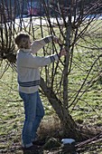 Frau schneidet Salix (Weide) im Frühling stark zurück