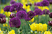 Allium 'Purple Sensation' (Zierlauch) mit Tulipa (Tulpen)