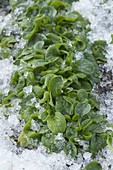 Corn salad (Valerianella locusta) in the snow