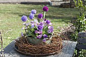 Salix tortuosa wreath, zinc pot with primula