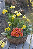 Basket of Narcissus 'Tete a Tete', Primula acaulis 'Elapricot'