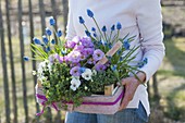 Frau bringt Frühlings - Geschenk - Kiste : Primula acaulis 'Suzette'