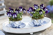 Viola cornuta 'Penny Mickey' (Hornveilchen) in blau-weisser Tasse