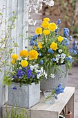 Graue Töpfe mit Ranunculus (Ranunkeln), Viola cornuta (Hornveilchen)