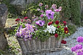 Basket box with spring flowers: Primula acaulis 'Suzette' (Filled primroses)