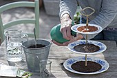 Ceramic etagere with cress and sprouts as edible table decoration